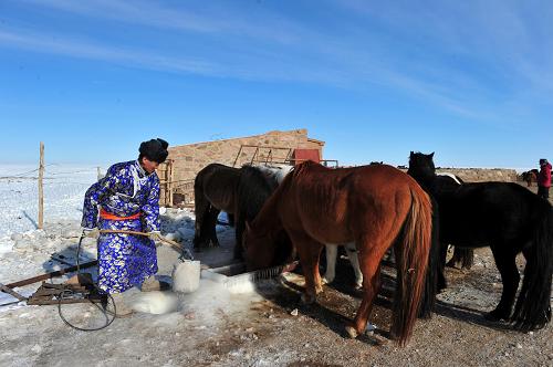 2月4日,在內(nèi)蒙古蘇尼特左旗賽罕塔拉嘎查,牧民寶力格給牲畜喂水。入冬以來,內(nèi)蒙古錫林郭勒盟蘇尼特左旗遭遇持續(xù)嚴寒天氣,眼下牧區(qū)草原依然被白雪覆蓋,大批牲畜無法自行覓食,一些草料儲備不足的牧民家出現(xiàn)部分牲畜凍死餓死的現(xiàn)象。新華社發(fā)(納日松 攝)