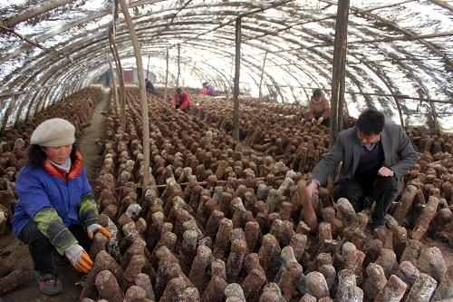 2月21日,在隴縣食用菌科技園區(qū)農(nóng)業(yè)技術(shù)人員和農(nóng)民一起在查看春季第一茬花菇長(zhǎng)勢(shì)。新華社記者 都紅剛 攝