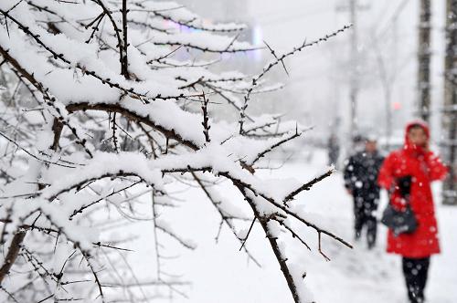 3月14日,市民在雪中行走。 當(dāng)日,冰城哈爾濱市降下大雪。黑龍江省氣象臺(tái)與哈爾濱市氣象臺(tái)于18時(shí)聯(lián)合發(fā)布道路結(jié)冰黃色預(yù)警信號(hào),預(yù)計(jì)哈爾濱路表溫度低于0攝氏度,12小時(shí)內(nèi)可能出現(xiàn)對(duì)交通有影響的道路結(jié)冰。 新華社記者 王建威 攝