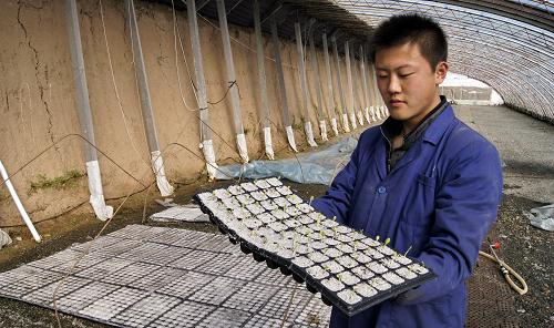 3月13日,一名技術(shù)人員在內(nèi)蒙古巴彥淖爾市五原縣的民隆設(shè)施蔬菜基地內(nèi)檢查蔬菜苗的長勢。 依托光照充足、空氣濕度低、無污染、病蟲害少的地域優(yōu)勢,內(nèi)蒙古自治區(qū)計劃在2015年之前打造四大優(yōu)勢規(guī)模蔬菜基地,即依托滿洲里口岸,以俄羅斯市場為目標的東部設(shè)施蔬菜外向型基地;以京、津、唐以及蒙古國市場為目標的中東部設(shè)施蔬菜基地;以滿足呼和浩特、包頭、烏海等城市市場為目標的中西部環(huán)城設(shè)施蔬菜基地;依托甘其毛道和策克口岸,以中亞及東歐市場兼顧銀川、蘭州為目標的西部設(shè)施蔬菜基地。 2010年內(nèi)蒙古蔬菜播種面積395.4萬畝,總產(chǎn)量1351萬噸。 新華社記者 李欣 攝