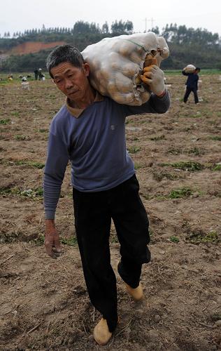 4月9日,浦北縣小江鎮(zhèn)下垌江村農(nóng)民陳昭聰在田間扛運(yùn)收獲的馬鈴薯。新華社記者 張愛林 攝