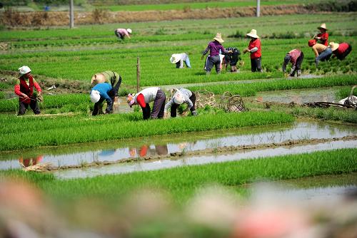 4月25日,江西新建縣厚田鄉(xiāng)厚田村農(nóng)民在插秧。新華社記者 周科 攝