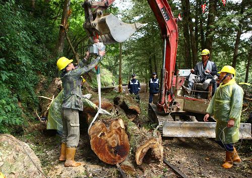5月2日,在臺灣阿里山景區(qū)內的小火車翻車事故現(xiàn)場,工作人員為墜落的樹木稱重。稱重結果顯示,這段樹木重達7.5噸。新華社記者 龔兵 攝
