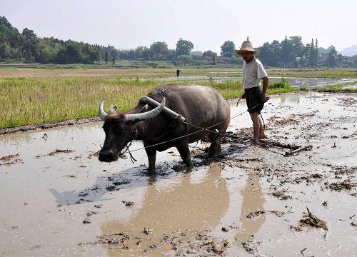 小滿至 農(nóng)事忙 5月21日,江西省婺源縣太白鎮(zhèn)農(nóng)民在田間耕作。 當(dāng)日是二十四節(jié)氣中的“小滿”,各地農(nóng)民抓住時令,積極開展農(nóng)業(yè)生產(chǎn),田野里到處是繁忙的景象。 新華社發(fā)(胡敦煌 攝)