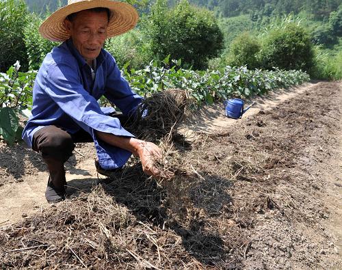 5月29日,在江西德興市銀城鎮(zhèn)小吳園村,農(nóng)民用茅草遮蓋菜地,防止土地水分蒸發(fā)過快。 針對江西省嚴重旱災(zāi),國家減災(zāi)委、民政部于當日13時緊急啟動國家四級救災(zāi)應(yīng)急響應(yīng),派出工作組趕赴災(zāi)區(qū),查看災(zāi)情,協(xié)助開展救災(zāi)工作。據(jù)江西省民政廳報告,截至5月29日12時統(tǒng)計,近期嚴重干旱災(zāi)害已造成生活困難需政府救助人口111.8萬人。 新華社發(fā)(胡敦煌 攝)