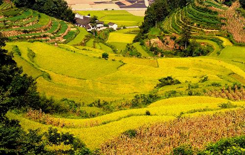 8月30日在湖北恩施宣恩縣拍攝的金色稻田。 國(guó)家統(tǒng)計(jì)局8月30日發(fā)布公告,2011年全國(guó)早稻總產(chǎn)量為3276萬(wàn)噸(655億斤),比上年增產(chǎn)143萬(wàn)噸,增長(zhǎng)4.5%。公告顯示,2011年全國(guó)早稻播種面積5751千公頃,比上年減少45千公頃,下降0.8%。全國(guó)早稻單產(chǎn)為每公頃5697公斤,比上年增加290公斤/公頃,提高5.4%。 據(jù)悉,國(guó)家統(tǒng)計(jì)局公布的早稻產(chǎn)量數(shù)據(jù),由早稻主產(chǎn)區(qū)以省為總體抽樣調(diào)查和非主產(chǎn)區(qū)全面統(tǒng)計(jì)兩種方式調(diào)查得出。 新華社發(fā)(田丹 攝)