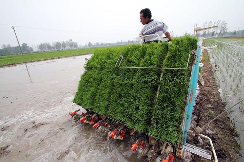 我國農(nóng)業(yè)生產(chǎn)耕種收綜合機(jī)械化水平已達(dá)52% 農(nóng)機(jī)手駕駛高速乘坐式插秧機(jī)在山東省臨沂市郯城縣郯城街道辦事處田間插秧(6月20日攝)。 當(dāng)日,農(nóng)業(yè)部副部長張?zhí)伊衷谏轿魈e行的“全國農(nóng)機(jī)化技術(shù)推廣工作會議上”介紹說,目前我國農(nóng)業(yè)生產(chǎn)耕地、播種和收獲機(jī)械化水平已達(dá)52.28%,比2005年增長了16.38個百分點(diǎn),農(nóng)業(yè)綜合生產(chǎn)能力明顯增強(qiáng)。 新華社發(fā)(張春雷 攝)