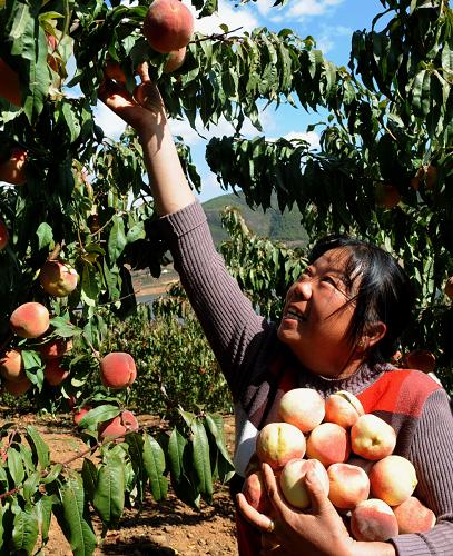 11月15日,白族果農楊志瓊在雞足山鎮(zhèn)靈山冬桃園采摘冬桃。她家30畝冬桃產量達80噸,純收入26萬元。入冬以后,在云南省大理白族自治州水果之鄉(xiāng)賓川縣,數千畝冬桃掛果成熟,果農們開始采摘鮮果出售。近幾年,該縣大力發(fā)展優(yōu)質水果產業(yè),種植面積達23萬畝,總產值突破20億元,果農人均鮮果收入5000余元。新華社記者 陳海寧 攝