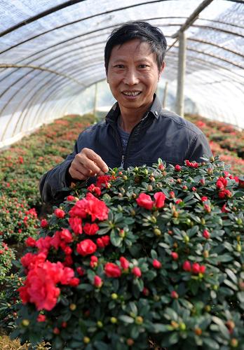 11月27日,興國縣高興鎮(zhèn)高興村農(nóng)民陳彥皋在介紹杜鵑花品種。他說種植的30畝杜鵑花可以帶來20多萬元的年純收入。新華社記者 周科 攝