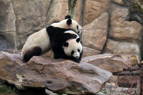 2月18日,在法國中部圣艾尼昂市的博瓦勒野生動物園,中國大熊貓“圓仔”和“歡歡”與游客見面。新華社記者 唐霽 攝