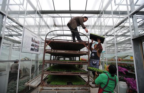 2月20日,在都江堰現(xiàn)代農(nóng)業(yè)科技示范園區(qū)育苗中心,工人們將蔬菜苗裝車。新華社記者 江宏景 攝