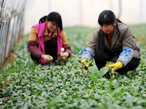 2月27日,江西新建縣樂化鎮(zhèn)新石村的菜農(nóng)在采摘大棚蔬菜。新華社記者 周科 攝