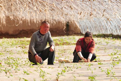 2月29日,內(nèi)蒙古巴彥淖爾市五原縣蔬菜種植專業(yè)戶史曉光(左)指導(dǎo)農(nóng)民培育西紅柿幼苗。新華社記者 李云平 攝