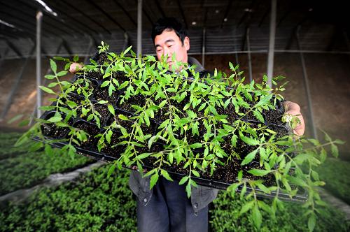河南省原陽(yáng)縣五柳集村一位農(nóng)民在大棚里查看西紅柿秧苗(2月10日攝)。新華社記者 朱祥 攝