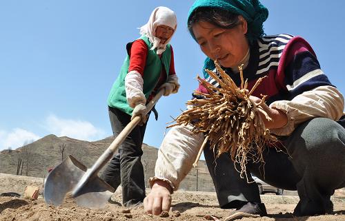 4月10日,甘肅省隴南市宕昌縣阿塢鄉(xiāng)西迭村兩名農(nóng)民在地里栽種黨參。 位于甘肅南部的隴南市宕昌縣,素有“天然藥庫”、“千年藥鄉(xiāng)”美譽,全縣境內(nèi)有中藥材資源690多種。2011年宕昌縣的中藥材種植面積達到36.2萬畝,產(chǎn)值達到4.19億元。眼下正值春光明媚,當(dāng)?shù)厝罕娮プ≈兴幉姆N植的“黃金時節(jié)”,鋪膜栽種,田間地頭到處是忙碌的身影。 新華社記者郭剛攝