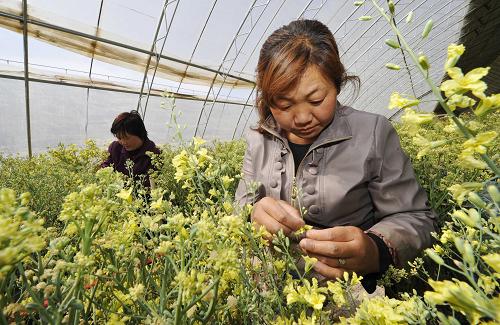 4月11日,兩名工作人員在菜花大棚內(nèi)給培育的菜花進(jìn)行人工授粉。 天津市農(nóng)科院整合遍布在全市的實(shí)驗(yàn)基地和資源,與武清區(qū)合作興建了占地3000畝的現(xiàn)代農(nóng)業(yè)科技創(chuàng)新基地,主要開展蔬菜育種、農(nóng)作物遺傳育種、農(nóng)產(chǎn)品貯藏保鮮、果樹品種選育、農(nóng)產(chǎn)品深加工等上百個(gè)學(xué)科的試驗(yàn)研究和科研成果轉(zhuǎn)化,加大科技創(chuàng)新和科技成果轉(zhuǎn)化力度,為轉(zhuǎn)變農(nóng)業(yè)發(fā)展方式、推進(jìn)農(nóng)業(yè)現(xiàn)代化產(chǎn)業(yè)化提供科技支撐。 新華社記者岳月偉攝