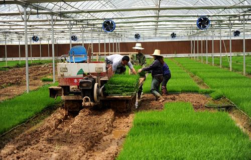 4月16日,江西新建縣恒偉農(nóng)機服務(wù)專業(yè)合作社成員在搬運早稻秧盤。新華社記者 周科 攝
