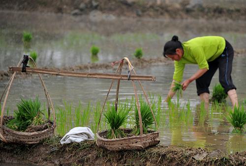 4月20日,廣西百色市平果縣新安鎮(zhèn)那梧村農(nóng)民在田間搶插早稻。當日是農(nóng)歷二十四節(jié)氣中的谷雨,在廣西百色市平果縣新安鎮(zhèn)那梧村,村民抓住當前雨水充沛的有利時機,搶耕搶種早稻,到處一派繁忙景象。新華社發(fā)(羅郅肯 攝)