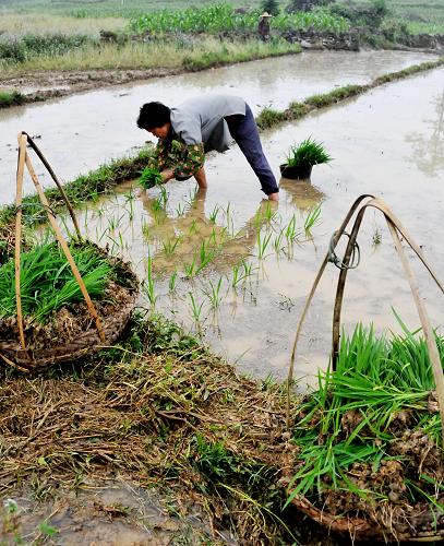 4月20日,廣西百色市平果縣新安鎮(zhèn)那梧村農(nóng)民在田間搶插早稻。新華社發(fā)(羅郅肯 攝)