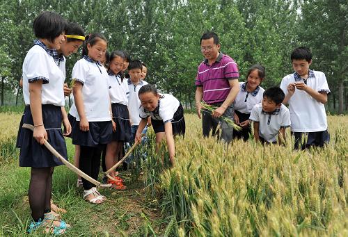 5月25日,山東棗莊市臺兒莊區(qū)回民明德小學(xué)的學(xué)生在田間課堂學(xué)習(xí)用鐮刀收割麥子。新華社發(fā)(高啟民 攝)