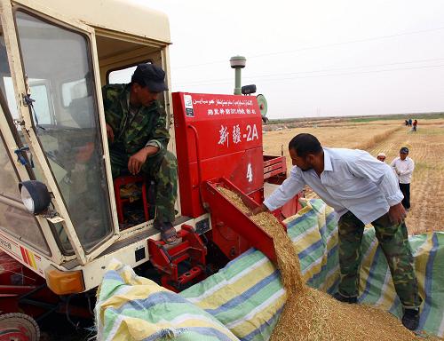 新疆喀什地區(qū)伽師縣良種場農(nóng)民在用大型收割機收割成熟的小麥(6月9日攝)。新華社記者 曹志恒 攝