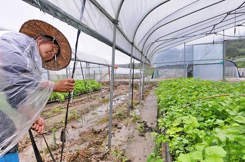 6月20日,務(wù)工人員龔小均在福建省永泰縣盤(pán)谷鄉(xiāng)豐園蔬菜育苗場(chǎng)拉膜防災(zāi)。新華社記者 林善傳 攝