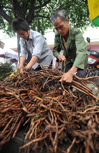 6月23日,在廣西百色市靖西縣端午藥市上,兩名男子在歸類(lèi)捆綁中草藥材等待銷(xiāo)售。近日,始于唐宋、盛于明清的廣西靖西端午藥市舉行,靖西縣及其周邊縣市的藥農(nóng)紛紛將自采自種的中草藥拿到靖西縣城出售。百色市靖西縣靠近中越邊境,天氣濕熱,容易引發(fā)瘴、毒、痧等,當(dāng)?shù)貕炎逑让駛兒茉缇驼莆樟素S富的中草藥知識(shí)。根據(jù)靖西民間中草藥經(jīng)驗(yàn),端午節(jié)前后的草藥藥力大、療效好,每年農(nóng)歷五月初三左右開(kāi)始,當(dāng)?shù)厮庌r(nóng)自發(fā)形成端午藥市,藥市一般在五月初五端午節(jié)達(dá)到高潮,并持續(xù)到初七、初八。新華社記者 陸波岸 攝