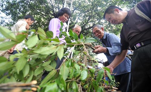 6月23日,在廣西百色市靖西縣端午藥市上,當(dāng)?shù)厝罕娫谶x購(gòu)中草藥材。新華社記者 陸波岸 攝