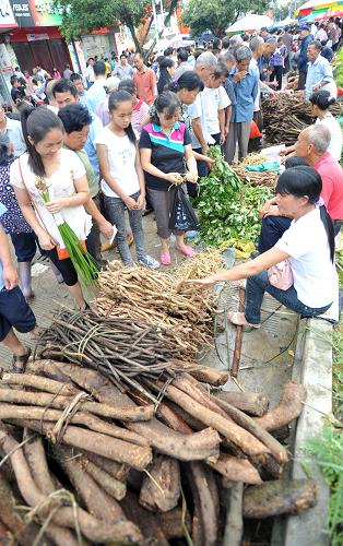 6月23日,在廣西百色市靖西縣端午藥市上,當(dāng)?shù)厝罕娫谶x購(gòu)中草藥材。新華社記者 陸波岸 攝