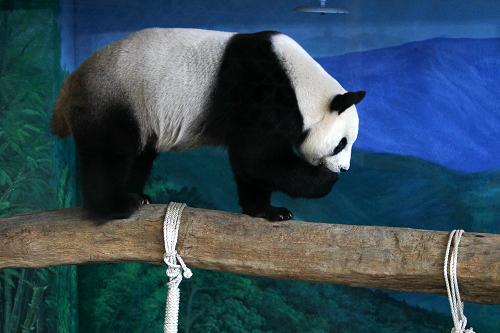 7月7日,大陸贈(zèng)臺(tái)大熊貓圓圓在臺(tái)北動(dòng)物園內(nèi)活動(dòng)。臺(tái)北動(dòng)物園稱,大陸贈(zèng)臺(tái)大貓熊圓圓近期乳頭腫脹、活動(dòng)力下降、孕酮上升、食欲明顯下降,出現(xiàn)懷孕表征,但尚未確定懷孕。動(dòng)物園7月5日對(duì)圓圓進(jìn)行超聲波檢查并未掃描到胎兒,7月9日下午將再次為圓圓做超聲波檢查。
