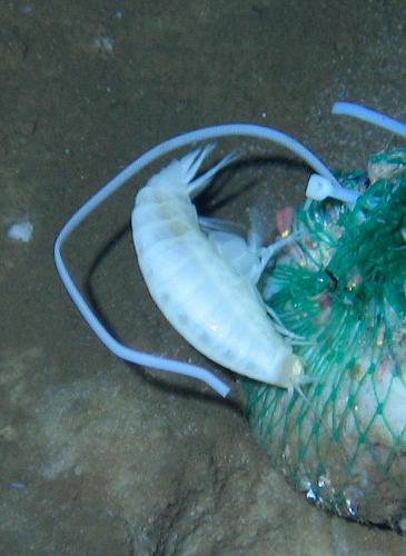 未知名的深海生物在捕食投放的餌料(6月27日攝)。 新華社發(fā)