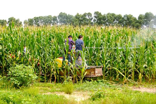 8月11日,吉林省農(nóng)安縣開安鎮(zhèn)幾位農(nóng)民正在玉米田噴藥防治二代黏蟲。新華社記者 齊海山 攝