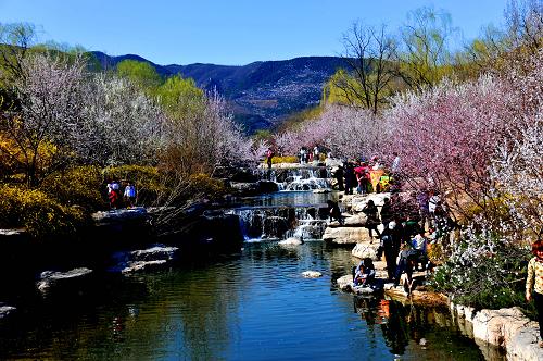 4月3日,北京植物園的桃花盛開,呈現(xiàn)一派春色美景。當(dāng)日為清明小長假的第一天,京城陽光明媚,北京植物園桃花節(jié)迎來賞花高峰日。新華社發(fā)(李文明 攝)