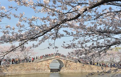 4月4日,游客在櫻花盛開的江蘇無錫黿頭渚風(fēng)景區(qū)內(nèi)游覽。當(dāng)日是清明小長假第二天,江蘇無錫陽光明媚,各大公園、景區(qū)繁花似錦,春意盎然,人們紛紛出游踏青,在花海中享受春意。新華社發(fā)(潘正光 攝)