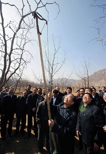 這是4月3日,溫家寶在位于黃河岸邊的興縣高家村鎮(zhèn)張家灣村旁的棗林為棗樹剪枝條。新華社記者 李濤 攝
