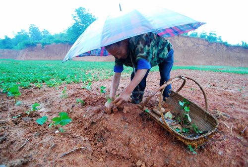 6月4日,江西省九江縣城子鎮(zhèn)65歲的農(nóng)民張西北冒雨栽種紅薯苗。新華社發(fā)(胡國林 攝)
