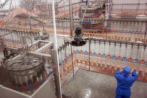 山東省春雪食品有限公司成雞加工流水線(6月5日攝)。農(nóng)業(yè)產(chǎn)業(yè)化國家重點(diǎn)龍頭企業(yè)山東省春雪食品有限公司創(chuàng)新產(chǎn)業(yè)化發(fā)展模式,采用“公司+基地+基地戶”的生產(chǎn)方式,對(duì)基地戶實(shí)施統(tǒng)一提供雞苗、飼料、藥品、技術(shù)服務(wù)和統(tǒng)一回收毛雞的“五統(tǒng)一”服務(wù),并堅(jiān)持保值收購,自擔(dān)市場(chǎng)風(fēng)險(xiǎn),每年帶動(dòng)周邊養(yǎng)殖戶增收達(dá)1.2億元左右。新華社記者 郭緒雷 攝