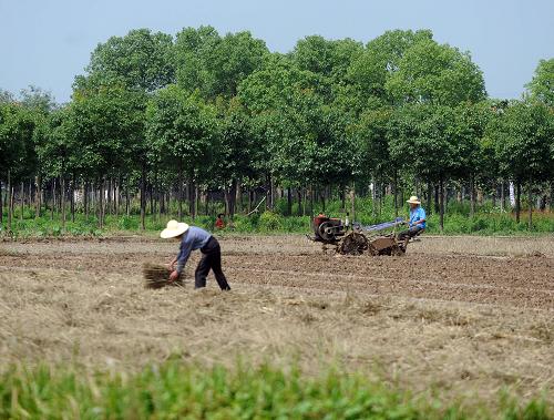 6月8日,浙江省長興縣泗安鎮(zhèn)農民在田間耕種。新華社記者 徐昱 攝