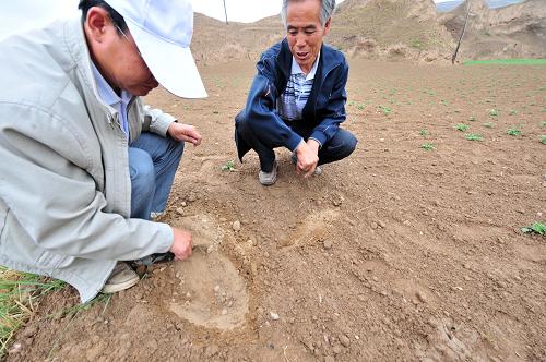 6月17日,在甘肅會(huì)寧縣翟家所鄉(xiāng)張城堡村農(nóng)田里,盡管當(dāng)天下了小雨,但當(dāng)鄉(xiāng)干部(左)撥開(kāi)薄薄一層土壤,馬上露出下面的干土。新華社記者 梁強(qiáng) 攝