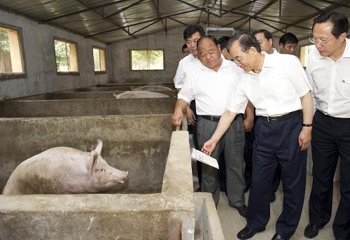 這是7月9日,溫家寶來到禮泉縣西張堡鎮(zhèn)白村,在咸陽市良種豬繁育示范基地考察豬仔繁育問題。新華社記者 黃敬文 攝