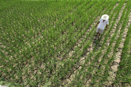 7月29日,貴州安順普定縣農(nóng)民在查看干旱的稻田。新華社發(fā)(盧維 攝)