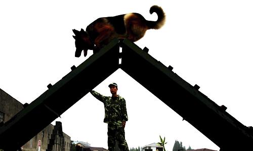 9月10日,訓(xùn)犬員張衛(wèi)東帶領(lǐng)愛犬“陽江”進(jìn)行訓(xùn)練。新華社發(fā)(郭廣杰 攝)