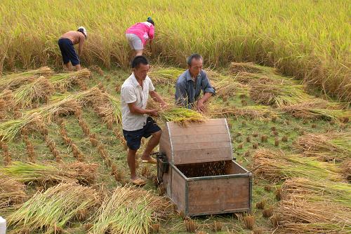 9月13日,貴州省黔南布依族苗族自治州福泉市鳳山鎮(zhèn)金鳳村村民在搶收稻谷。 目前,黔南地區(qū)農(nóng)民正抓緊時(shí)間搶收因旱減產(chǎn)的水稻,力爭做到顆粒歸倉,盡力減少旱災(zāi)帶來的損失。 新華社發(fā)(吳儒波 攝)