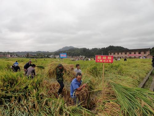 9月18日,農民在攻關試驗田里進行人工收割。當日上午,在湖南省邵陽市隆回縣羊古坳鄉(xiāng)雷峰村,由袁隆平院士指導的超級稻第三期目標畝產900公斤高產攻關示范基地收割,農業(yè)部委派的專家組現(xiàn)場監(jiān)督、驗收測產。新華社記者 禹志明 攝