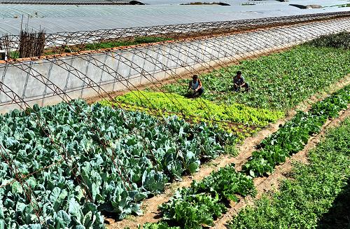 9月28日,河北省秦皇島市山海關(guān)區(qū)小西關(guān)的菜農(nóng)王長峰(前)夫婦在蔬菜地里除草。新華社記者 楊世堯 攝