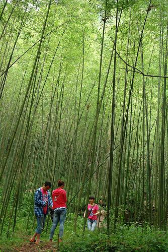在河南省欒川縣重渡溝村,幾位游客穿越一片新種植的竹林。目前,森林覆蓋率達(dá)95%以上的重渡溝景區(qū),已成為國內(nèi)著名的生態(tài)旅游地(2011年6月27日攝)。河南省實(shí)施退耕還林工程11年以來,總投資84.5億元,使1573.2萬畝土地披綠,全省森林覆蓋率提高了4個百分點(diǎn),達(dá)到22.19%。經(jīng)綜合評估,全省退耕還林工程產(chǎn)生的涵養(yǎng)水源、保持水土、固碳釋氧、凈化空氣、保護(hù)生物多樣性等生態(tài)效益年價值超過500億元。新華社記者王頌攝