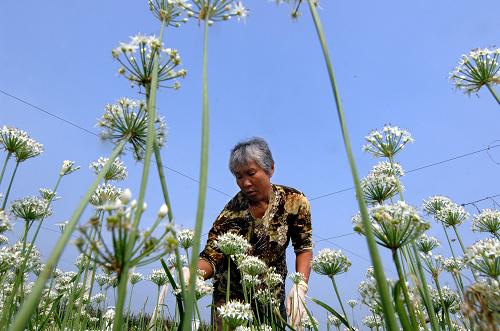 東崔村一位菜農(nóng)正在忙碌采摘韭菜花(9月26日攝)。新華社記者 郭緒雷攝