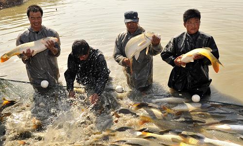 10月7日,寧夏靈漢漁業(yè)聯(lián)合社的員工在湖中捕撈黃河鯉魚。素有“塞上江南”之美譽的寧夏,以建設(shè)無公害水產(chǎn)品養(yǎng)殖基地、推行無公害生產(chǎn)技術(shù)規(guī)范為手段,提高水產(chǎn)品市場競爭力。目前,全區(qū)通過無公害水產(chǎn)品產(chǎn)地認(rèn)定面積22萬多畝,65個養(yǎng)殖產(chǎn)品通過無公害水產(chǎn)品認(rèn)證。全區(qū)漁業(yè)經(jīng)濟總產(chǎn)值2010年已超過15億元。新華社記者 劉泉龍 攝
