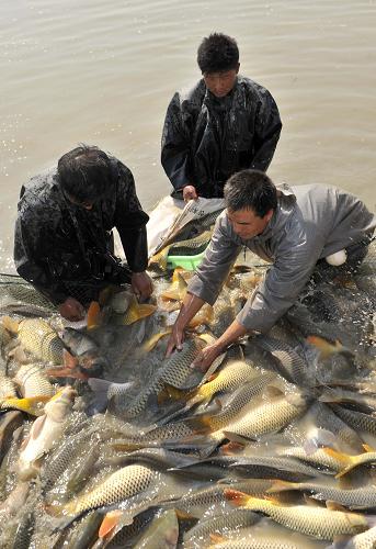 10月7日,寧夏靈漢漁業(yè)聯(lián)合社的員工在湖中捕撈黃河鯉魚。新華社記者 劉泉龍 攝