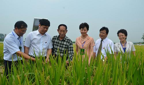10月23日,袁隆平(左三)出席中國—東盟(百色)現(xiàn)代農(nóng)業(yè)展示交易會時,查看雜交水稻示范基地。新華社發(fā)(呂超曄 攝)